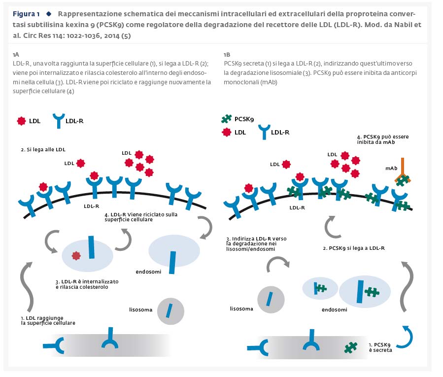 PCSK9: dalla scoperta al farmaco PCSK9: dalla scoperta al farmaco