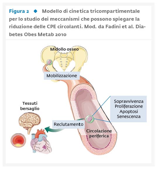 L’impatto del diabete sui meccanismi di rigenerazione vascolare L’impatto del diabete sui meccanismi di rigenerazione vascolare