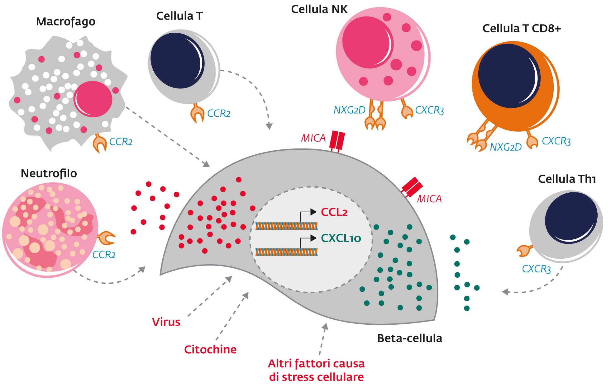 L’isola pancreatica nel diabete tipo 1 Meccanismi di regolazione morfo-funzionali della cellula beta L’isola pancreatica nel diabete tipo 1 Meccanismi di regolazione morfo-funzionali della cellula beta