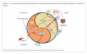 29_1_Rassegna_3_Fig.1