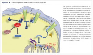 29_2_Medicina_5_Fig.1